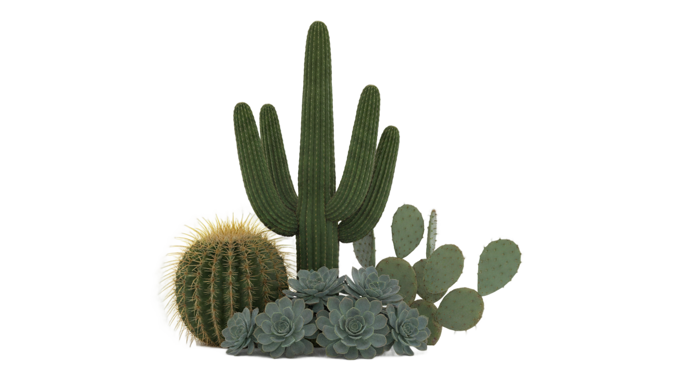 cactus and succulents png PNG transparent background