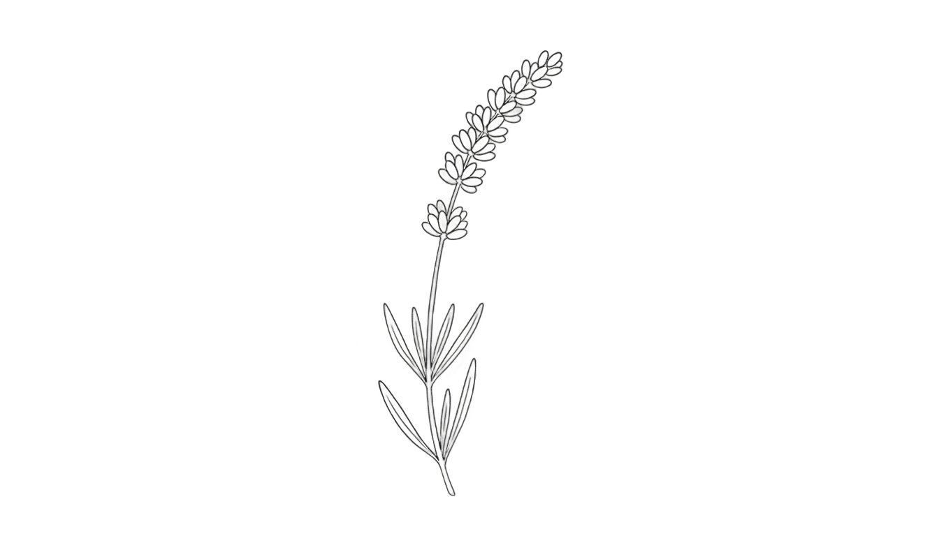 lavender outline png PNG transparent background