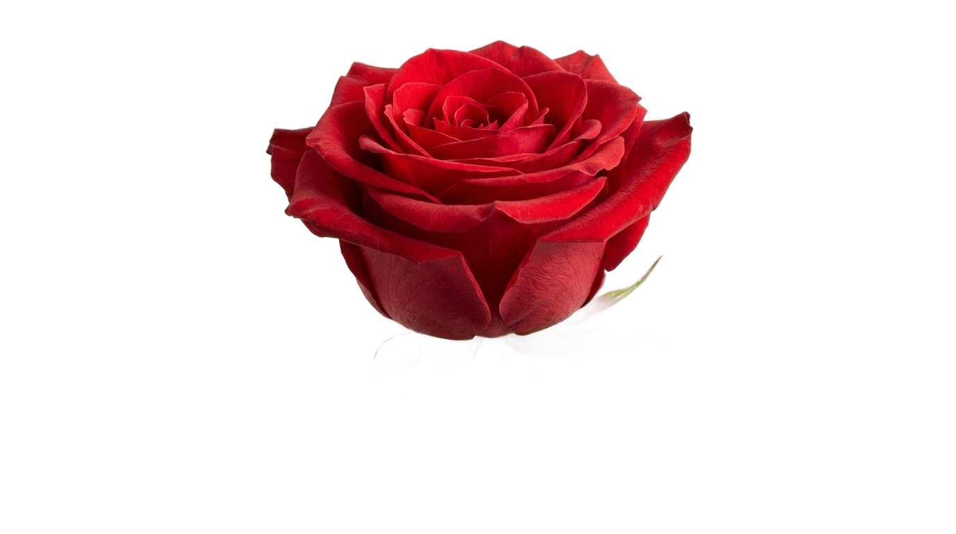 red rose png PNG transparent background