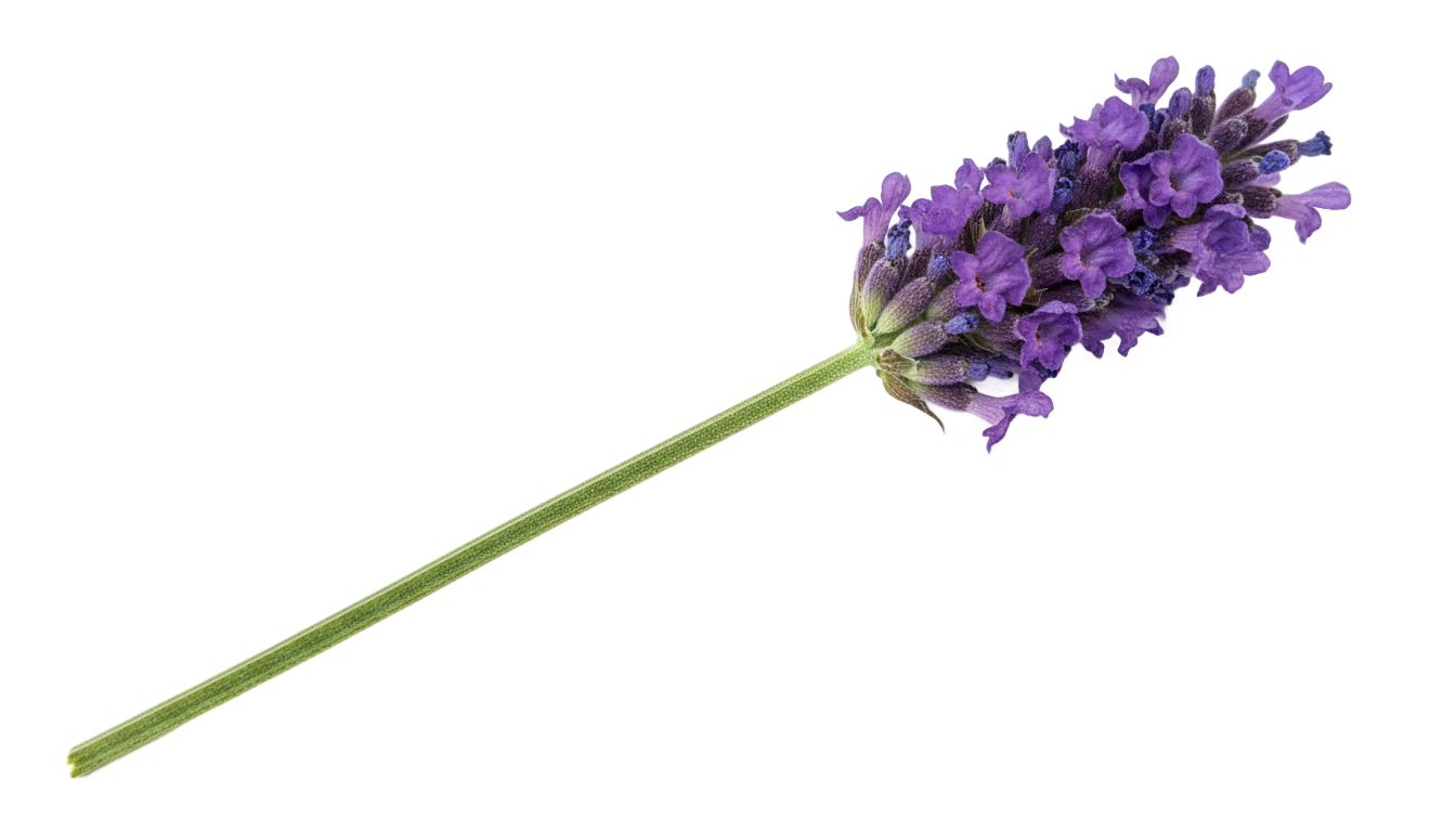 single lavender flower png PNG transparent background