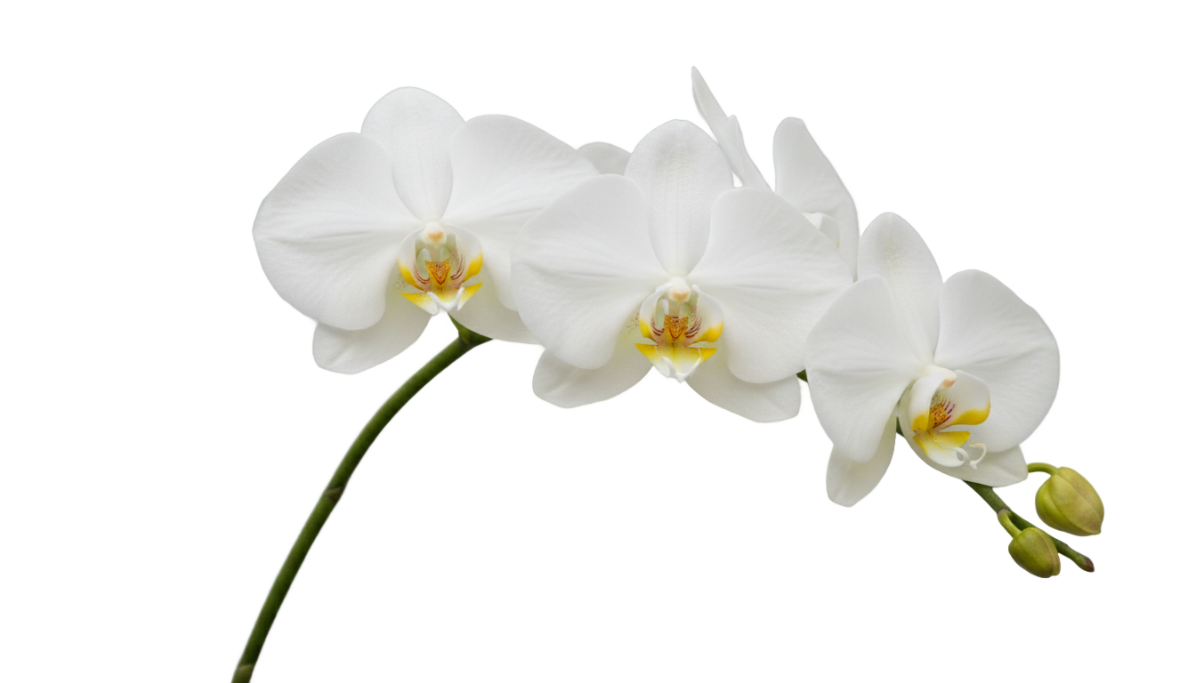 white orchid flower png PNG transparent background