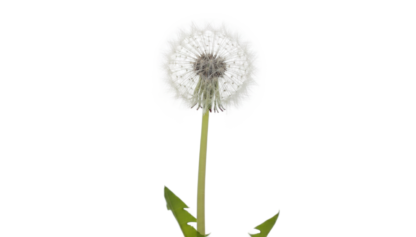 bunga dandelion png PNG transparent background