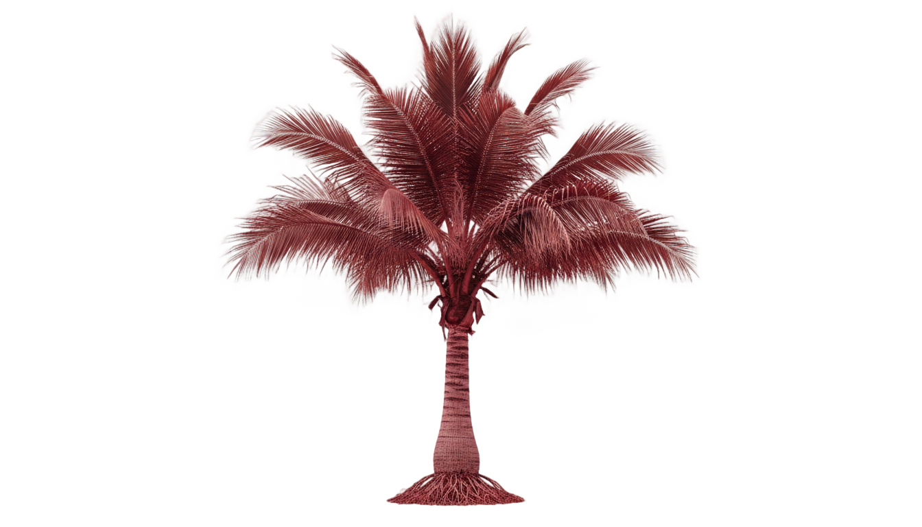 red palm tree png PNG transparent background