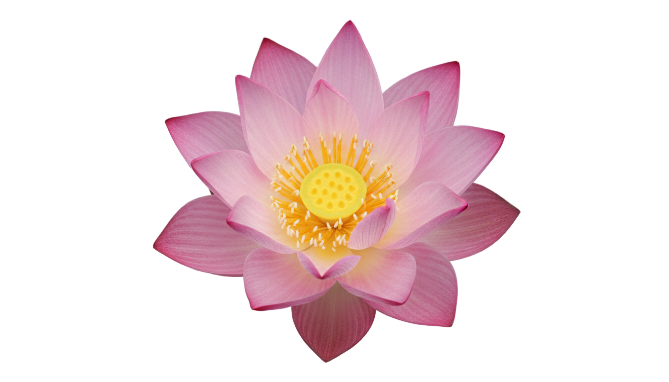 lotus flower png PNG transparent background
