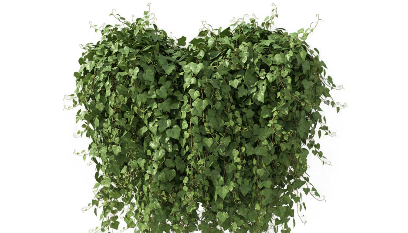 ivy plants png PNG transparent background