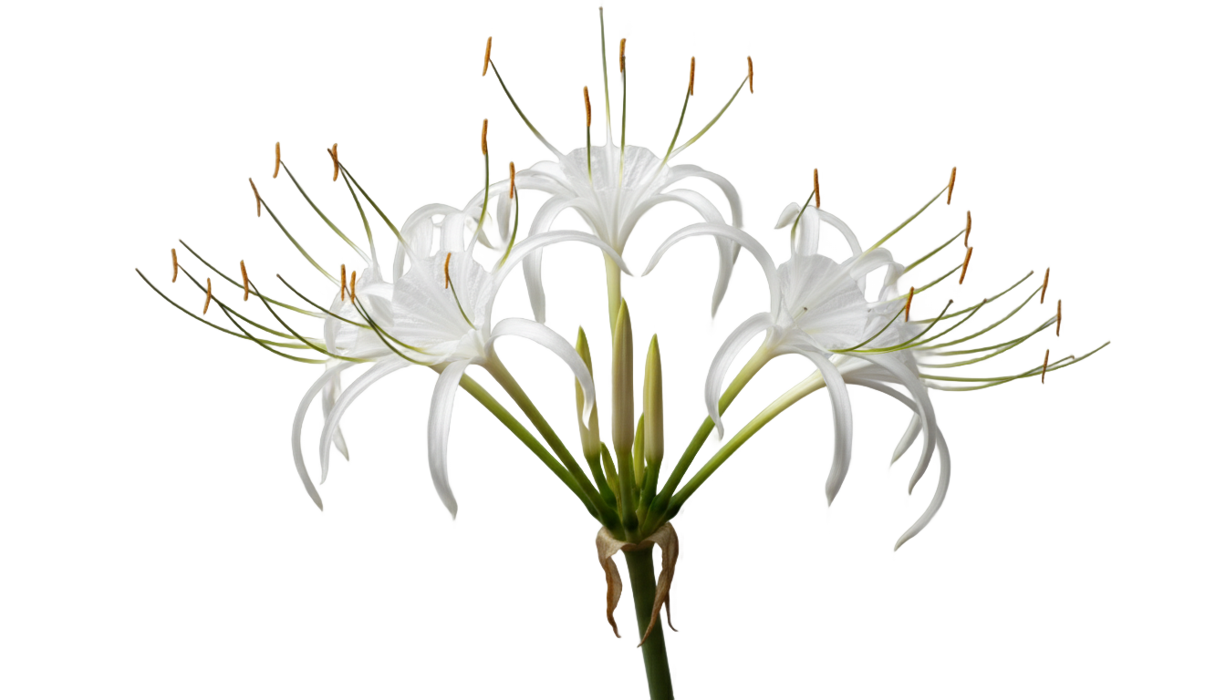 white spider lily png PNG transparent background