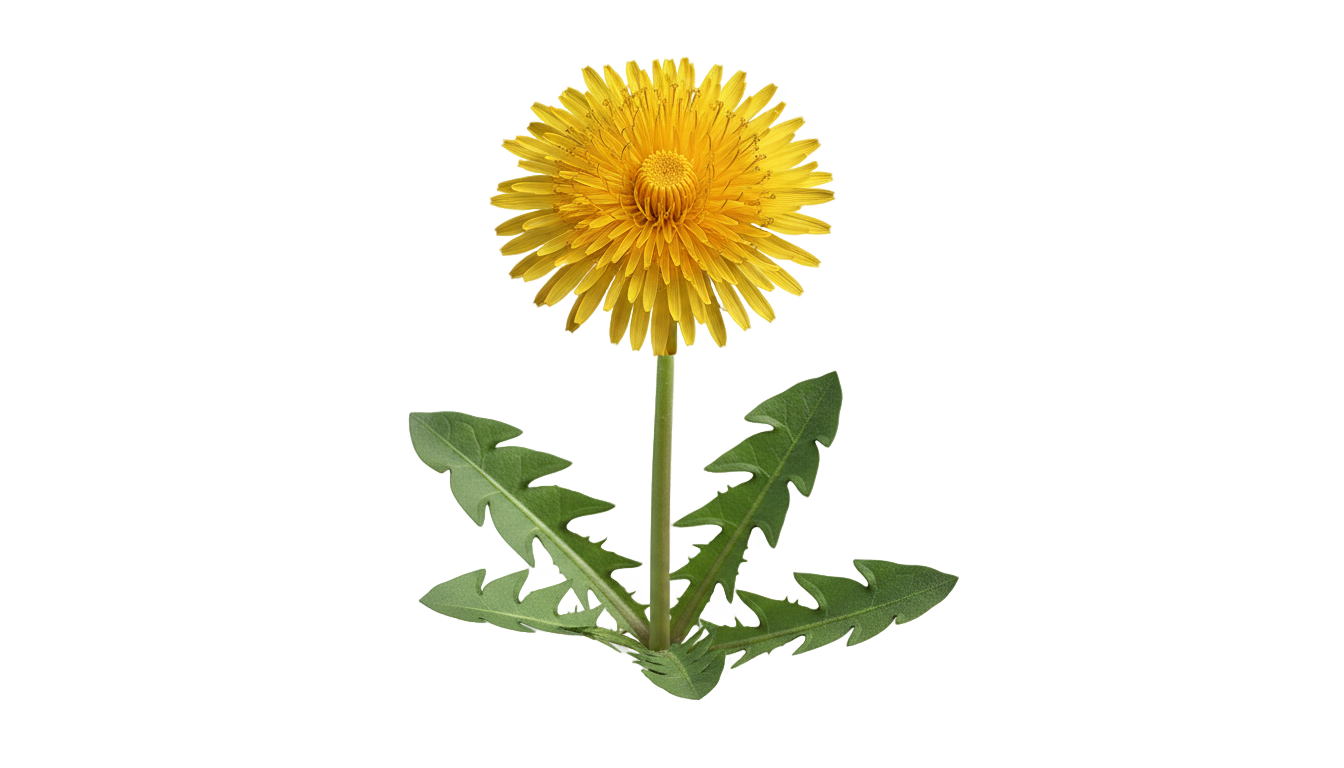 yellow dandelion png PNG transparent background