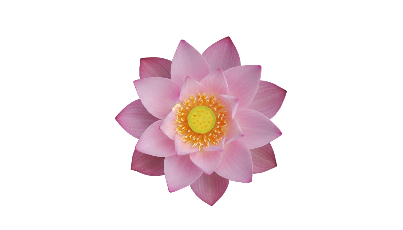 lotus top view png PNG transparent background