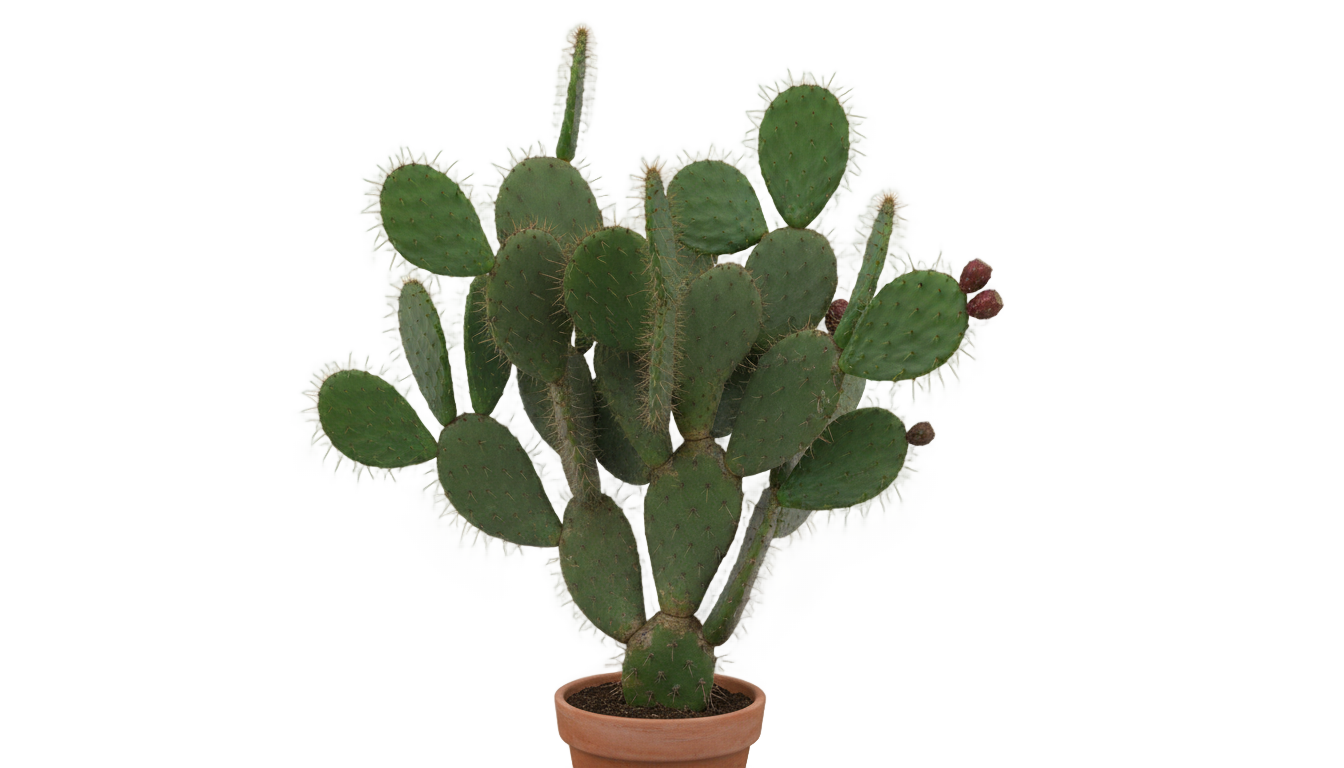 cactus mexicano png PNG transparent background