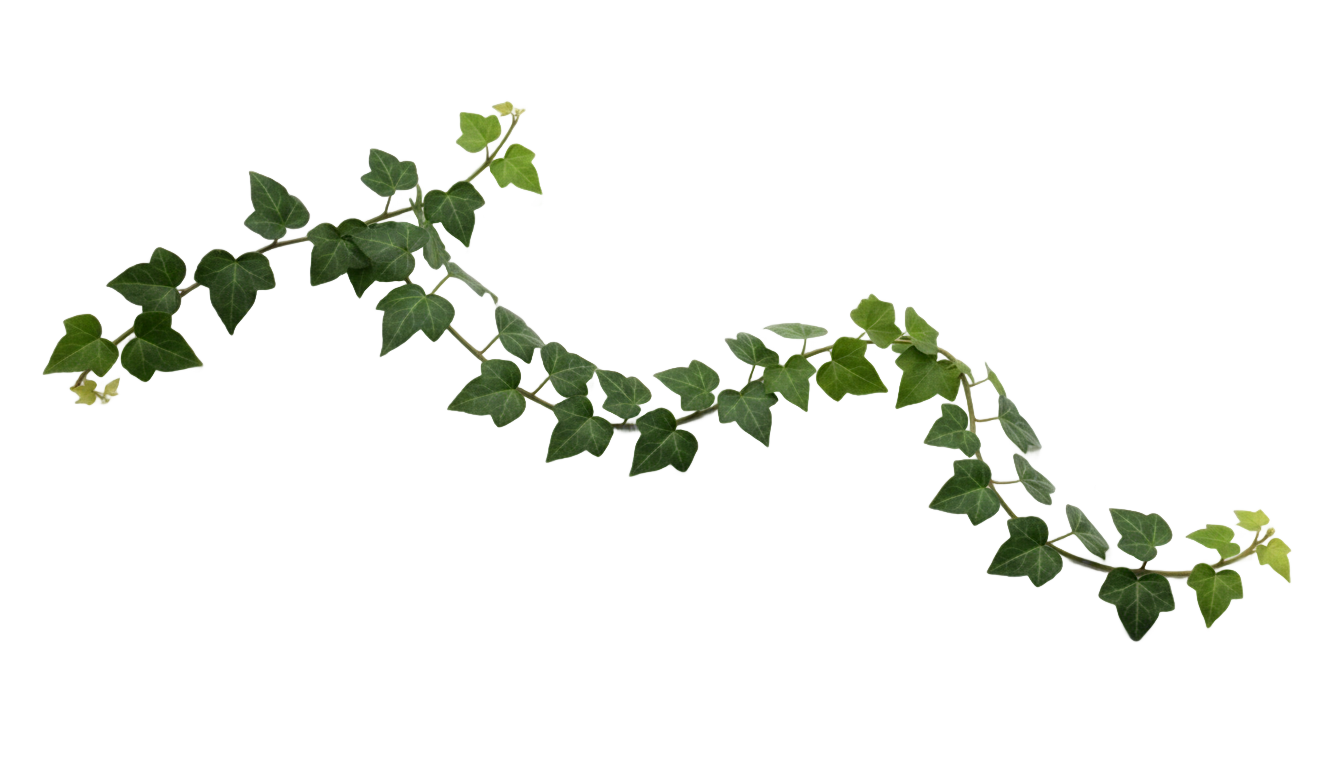 green ivy png PNG transparent background