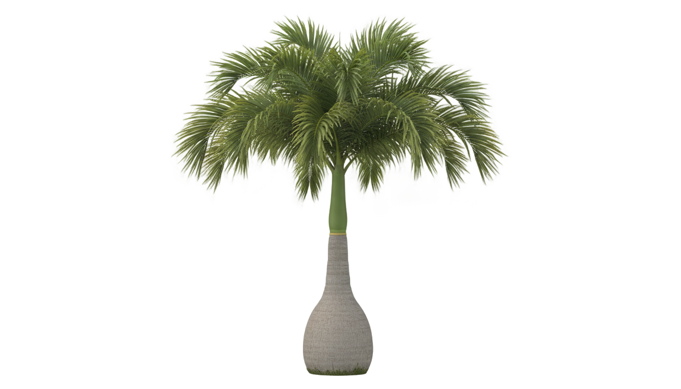 bottle palm tree png PNG transparent background