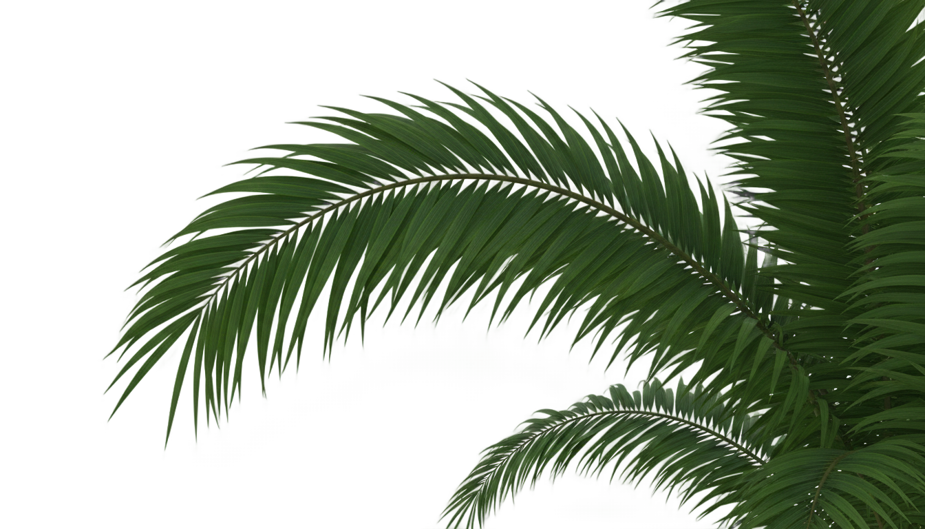 palm tree branch png PNG transparent background