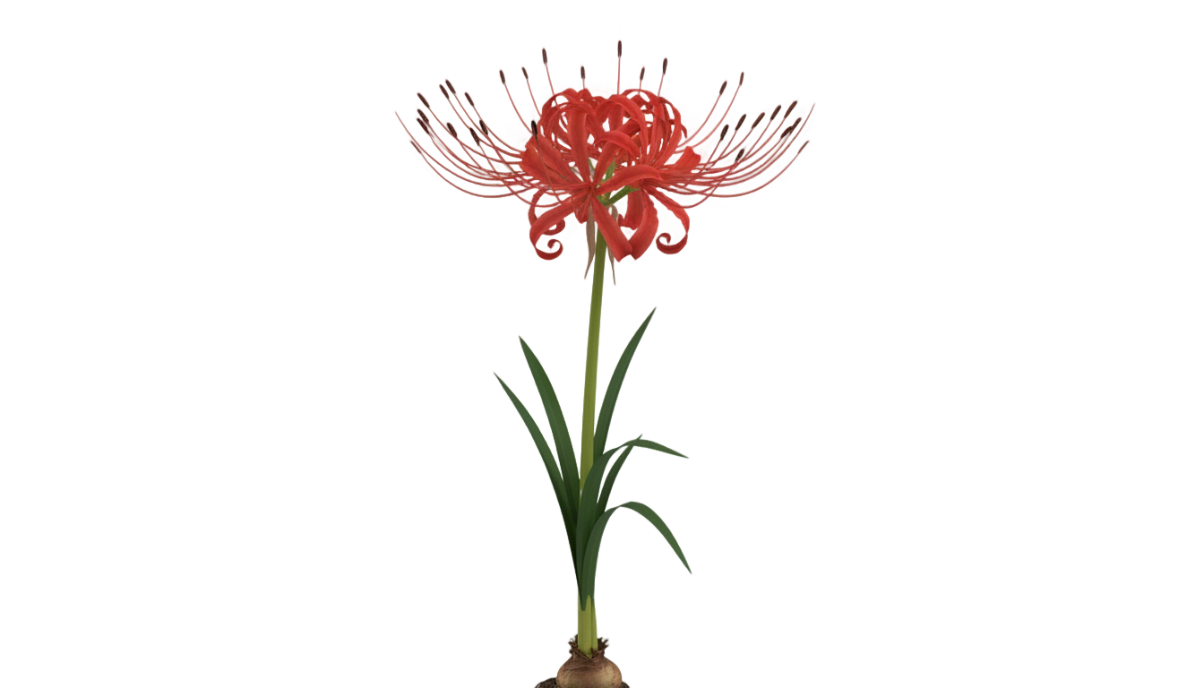 spider lily plant png PNG transparent background