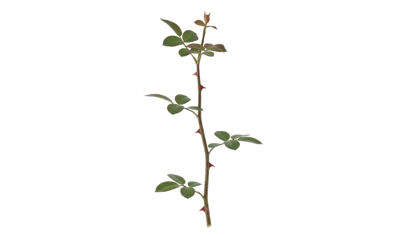 rose stem png PNG transparent background