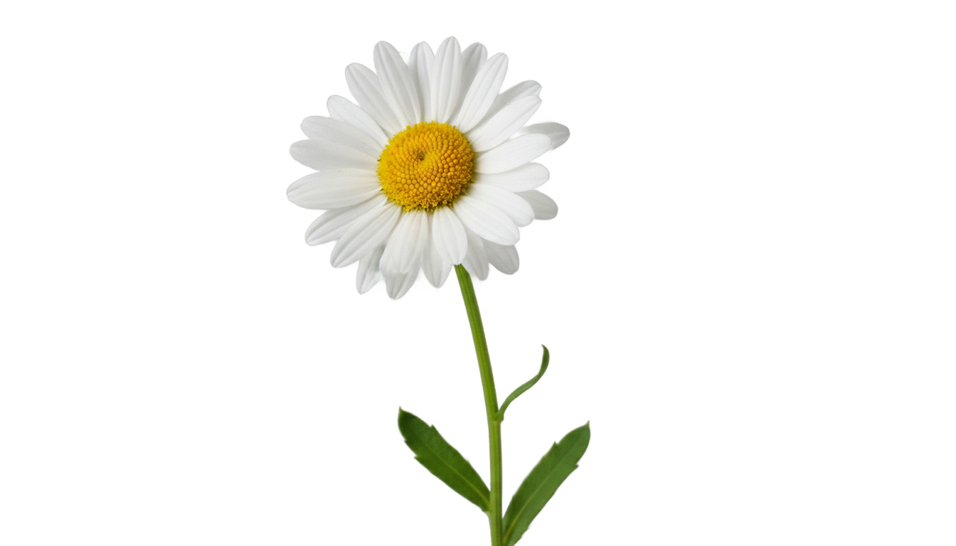 aesthetic daisy png PNG transparent background