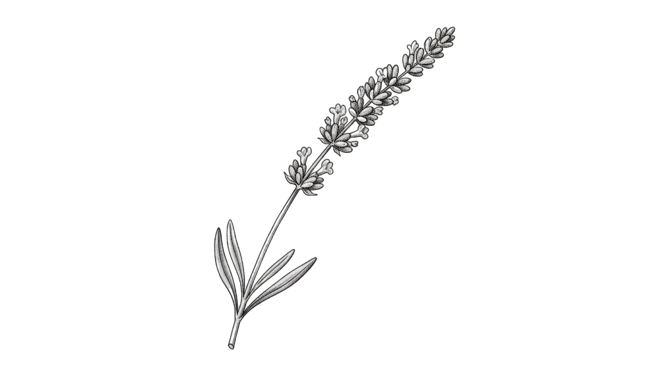 lavender png black and white PNG transparent background