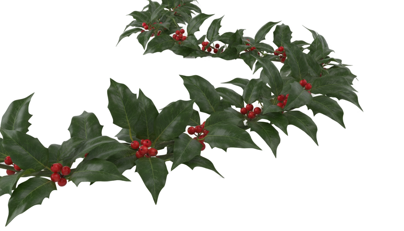 christmas ivy png PNG transparent background