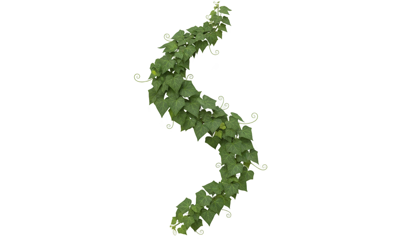 ivy vine png PNG transparent background