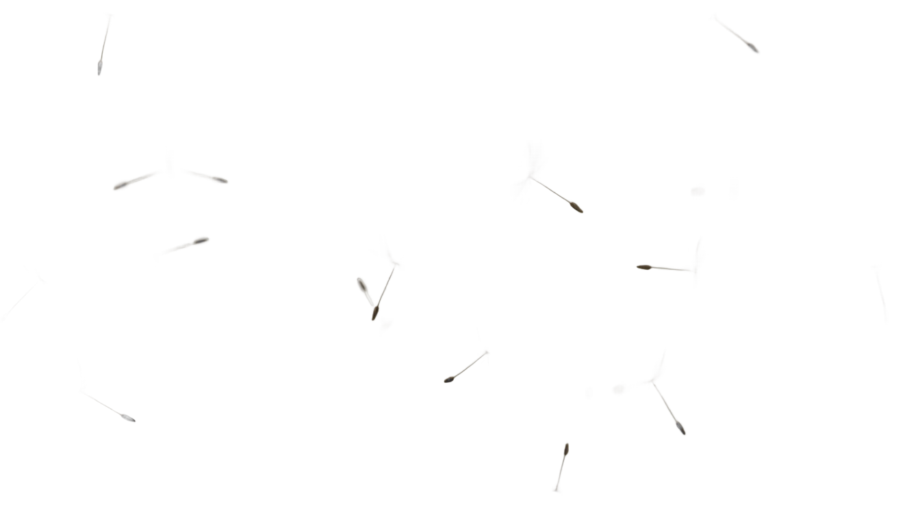 dandelion overlay png PNG transparent background