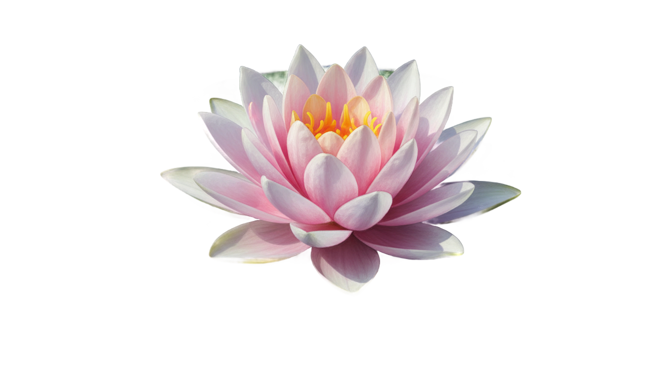 water lily png PNG transparent background