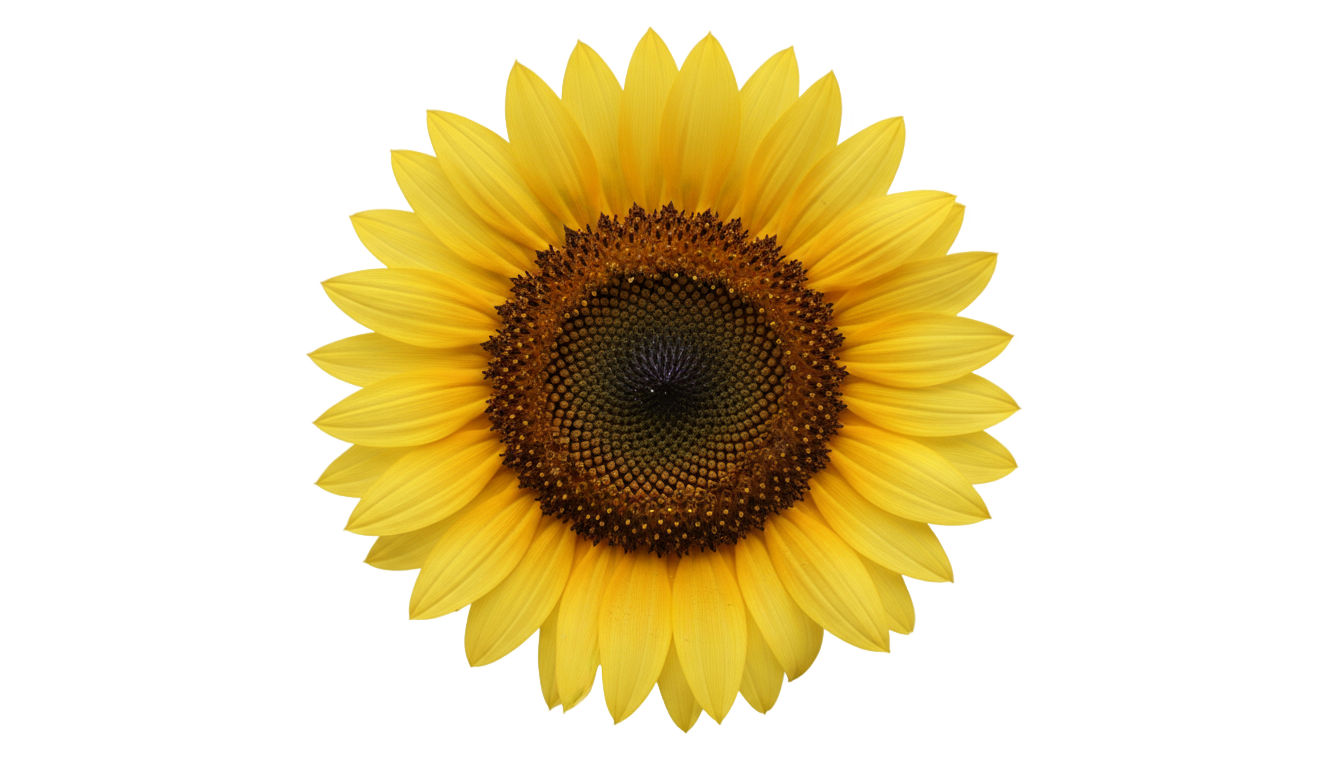 sunflower petals png PNG transparent background