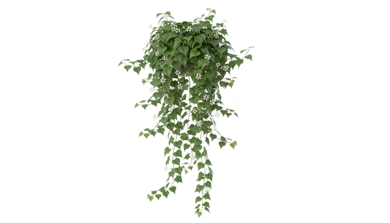 ivy flower png PNG transparent background