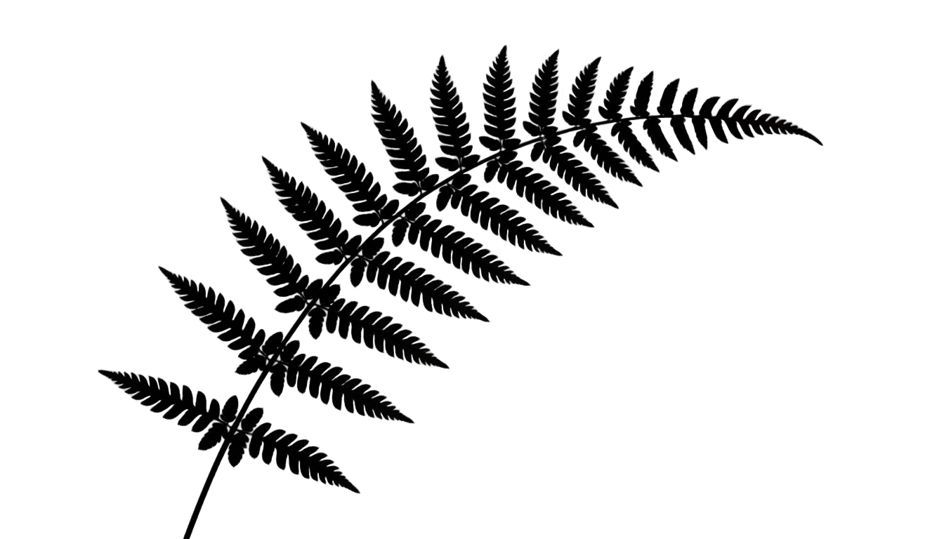 fern png black and white PNG transparent background