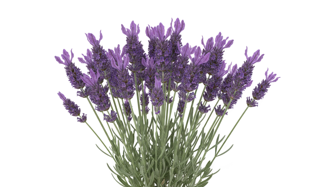 lavender graphic png PNG transparent background