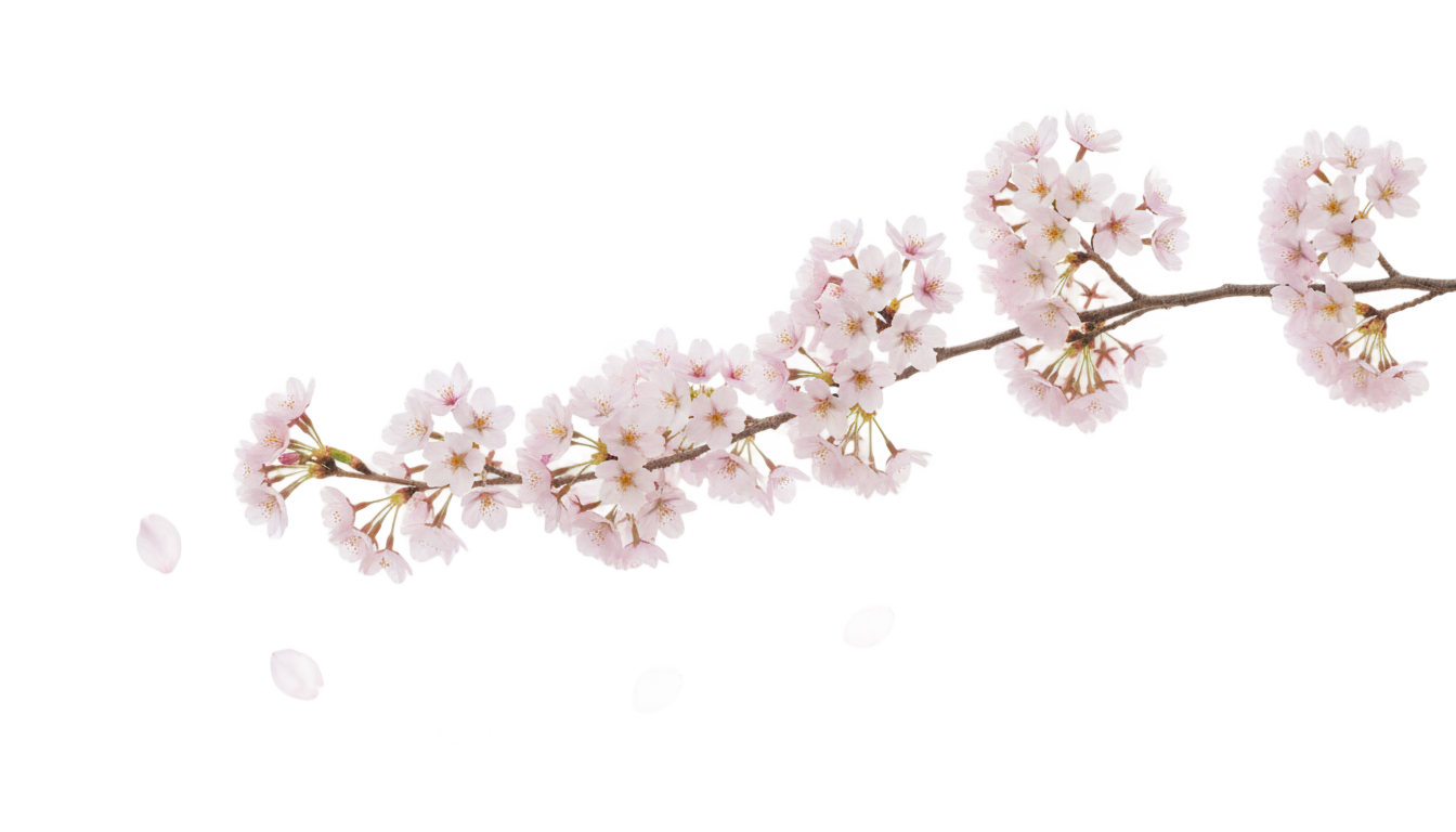 cute cherry blossom png PNG transparent background
