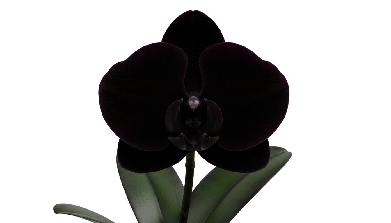 black orchid png PNG transparent background