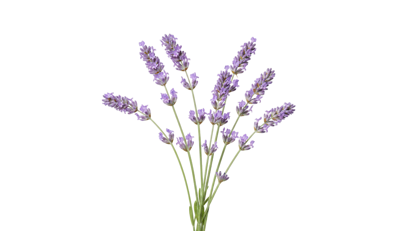 lavender art png PNG transparent background