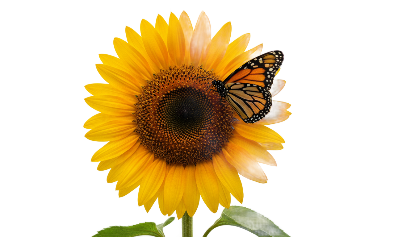 sunflower with butterfly png PNG transparent background