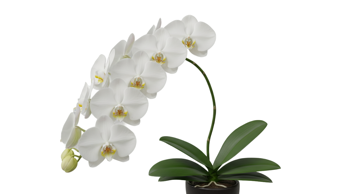 white orchid flower png PNG transparent background