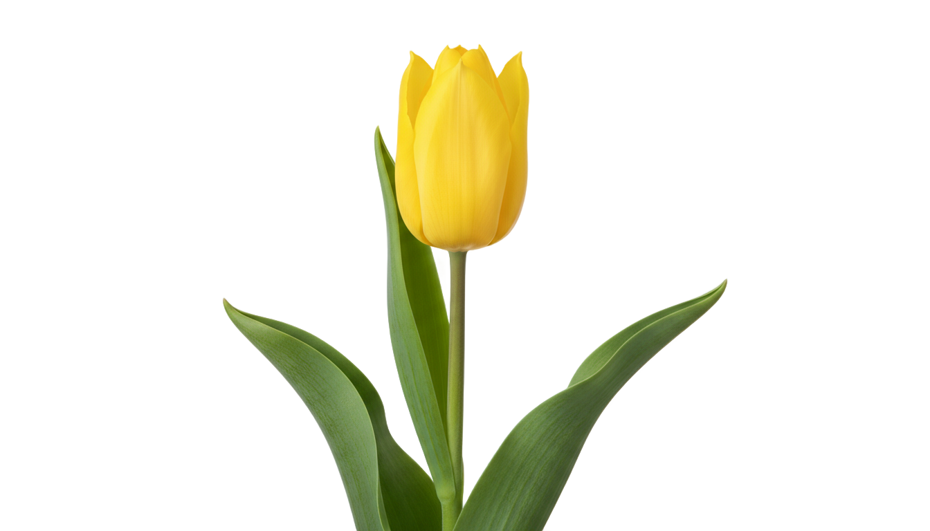 yellow tulip png PNG transparent background