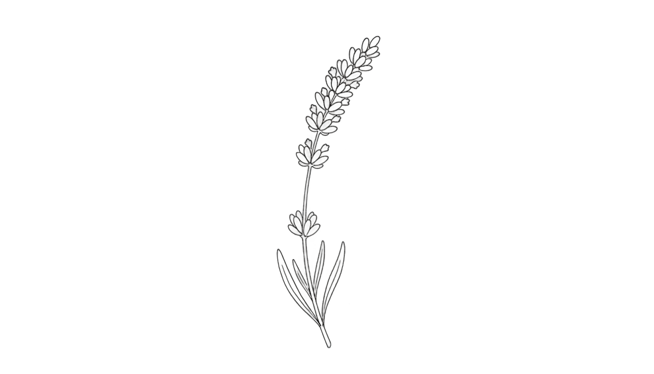 lavender outline png PNG transparent background