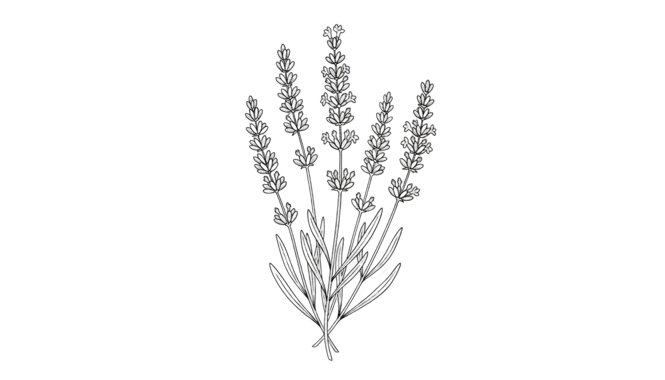 lavender sketch png PNG transparent background