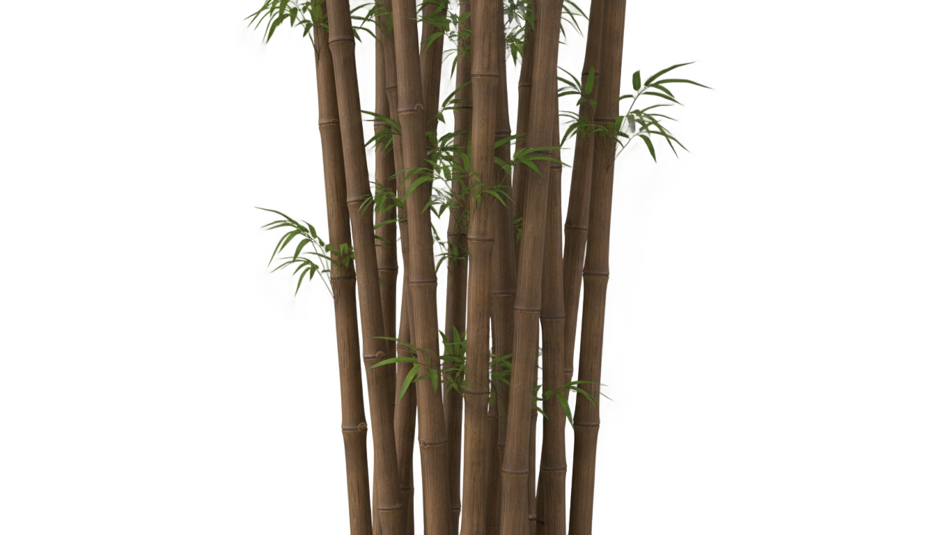 brown bamboo png PNG transparent background