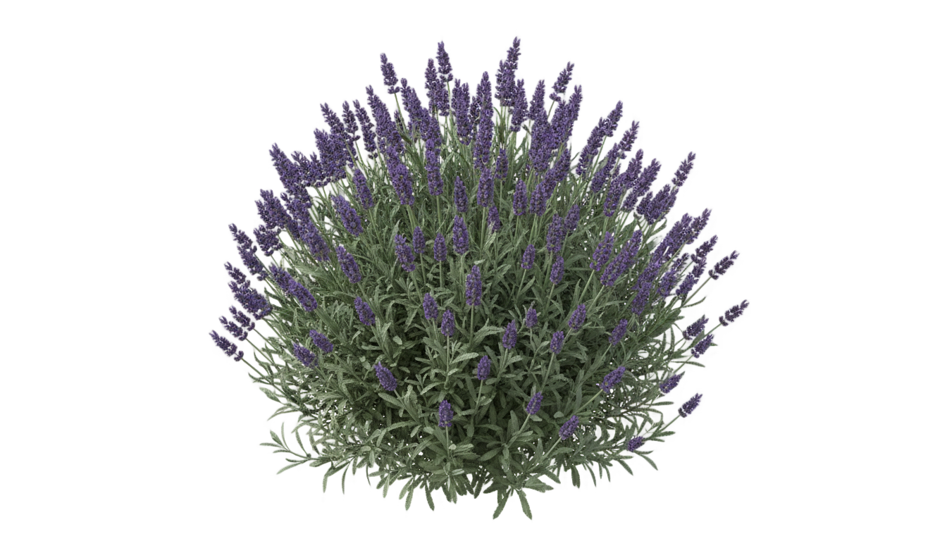 lavender bush png PNG transparent background