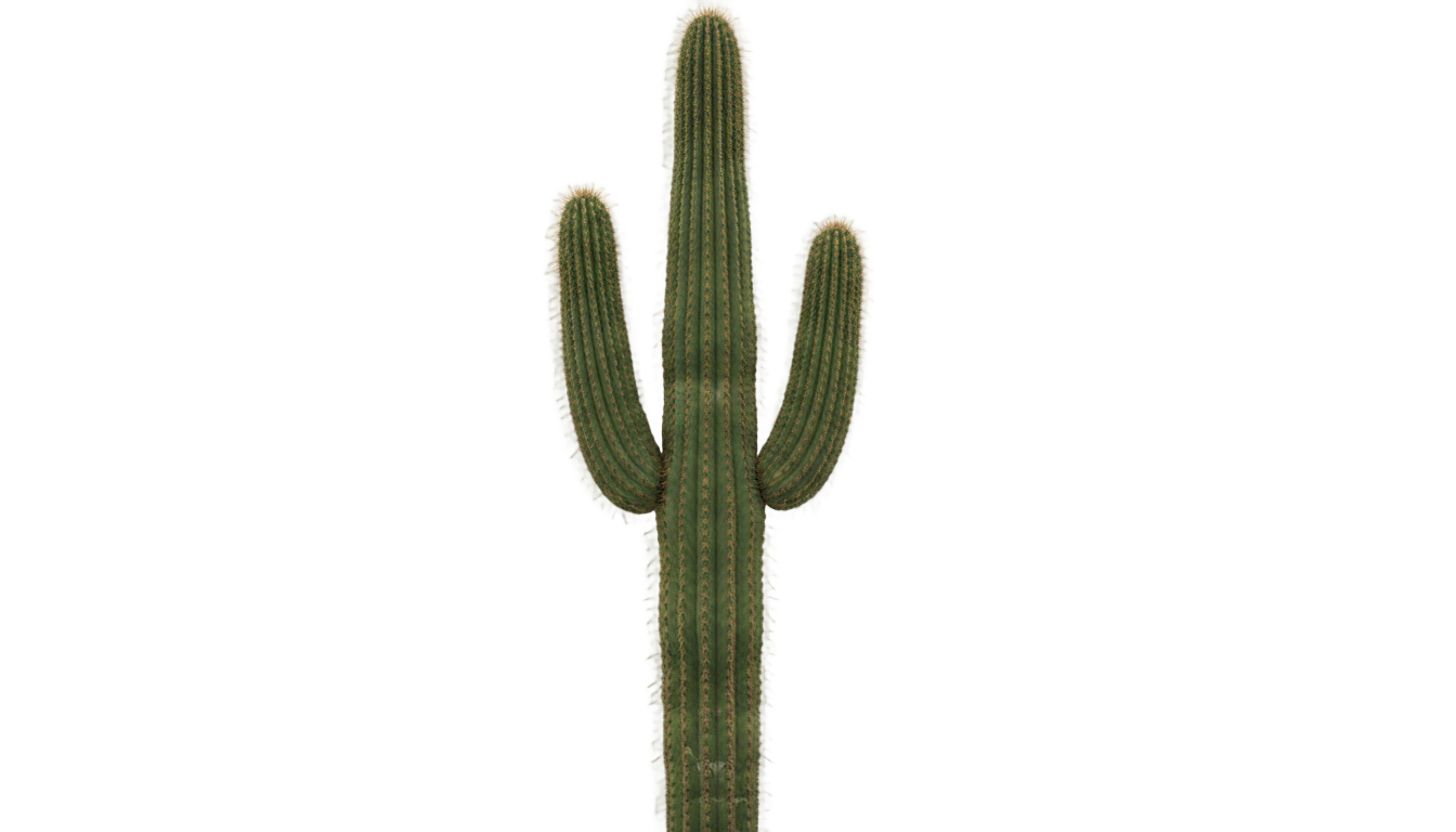 cactus art png PNG transparent background