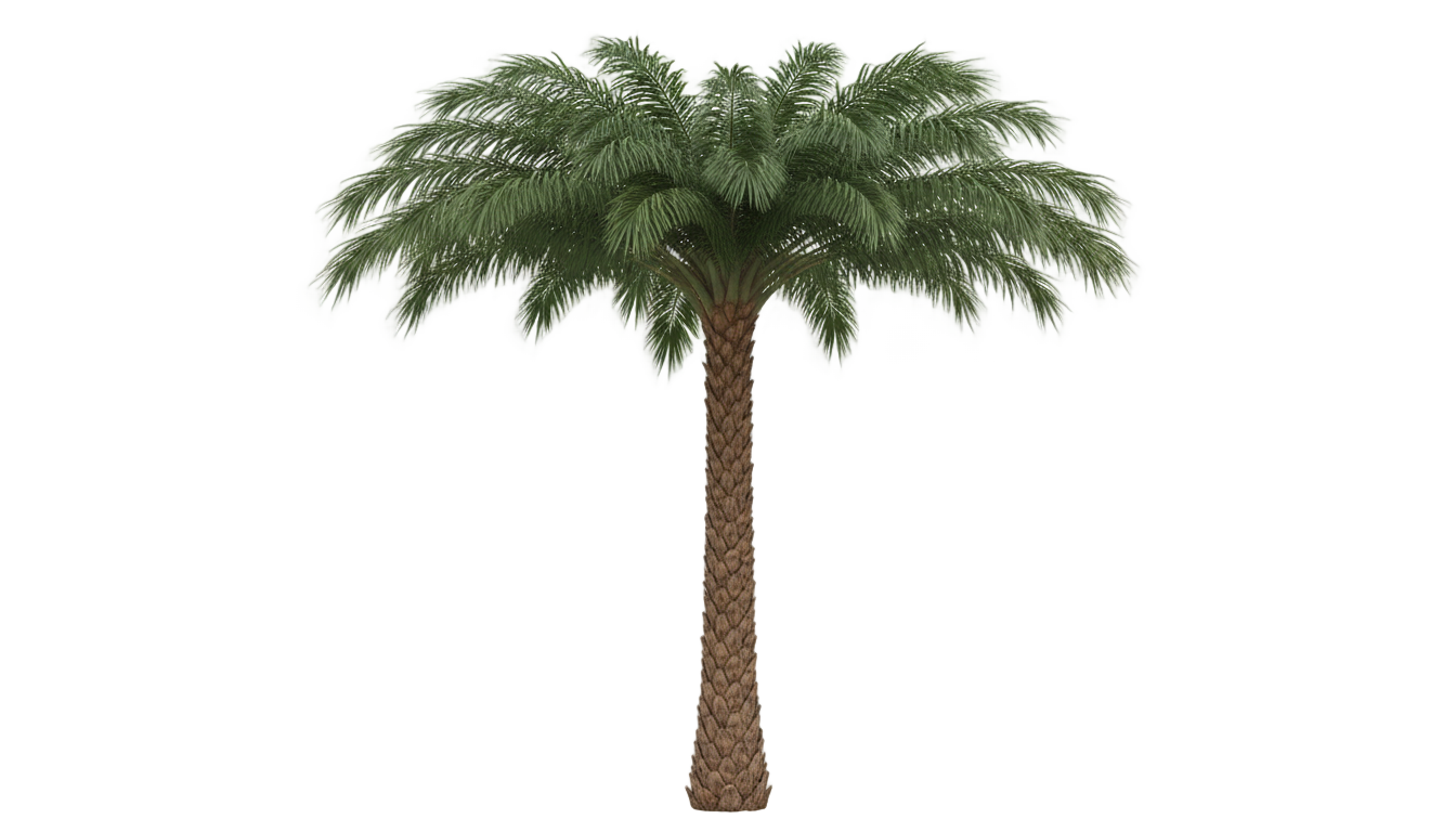 real palm tree png PNG transparent background