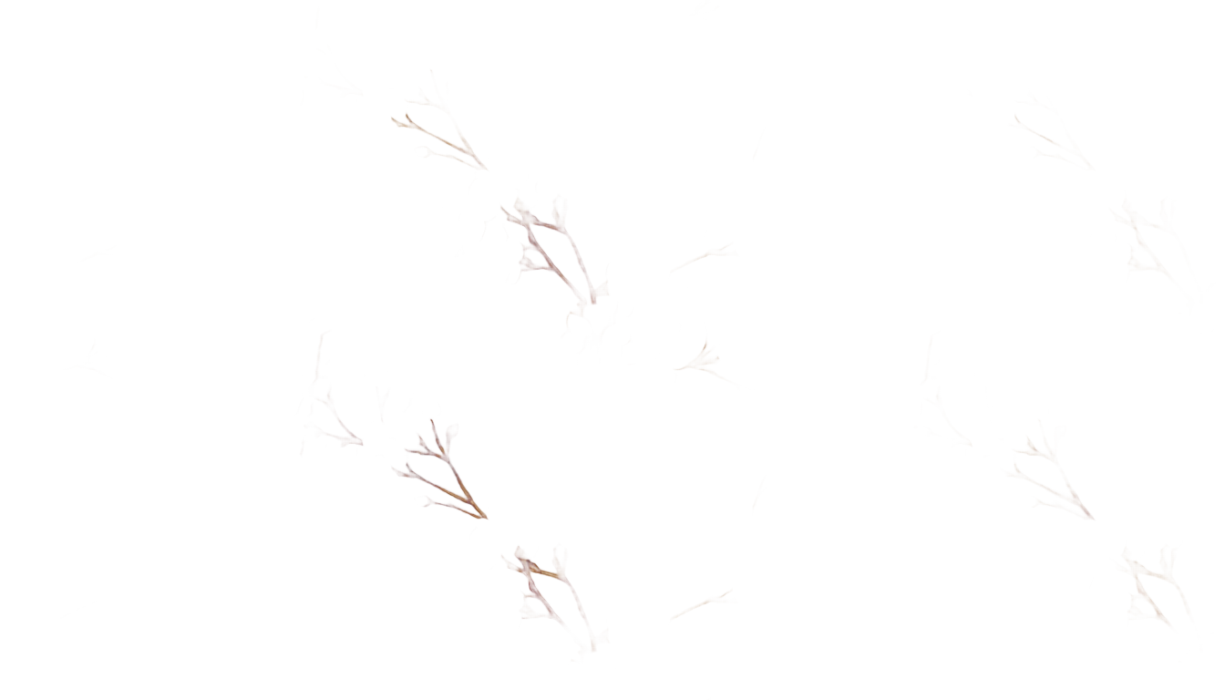 cherry blossom texture png PNG transparent background