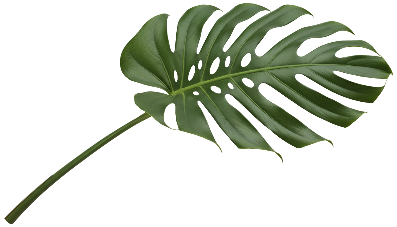 monstera illustration png PNG transparent background