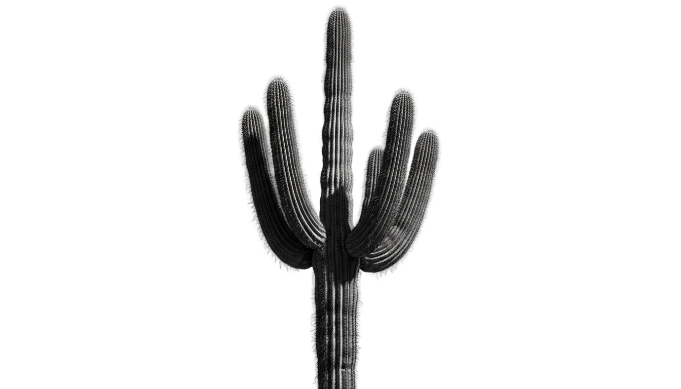 cactus png blanco y negro PNG transparent background