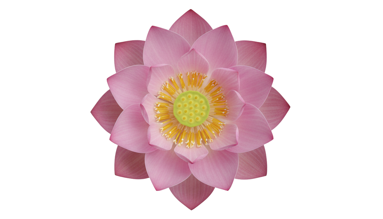 lotus flower top view png PNG transparent background