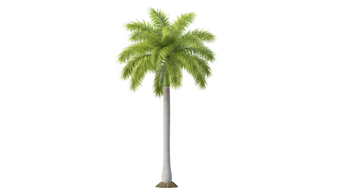 royal palm tree png PNG transparent background