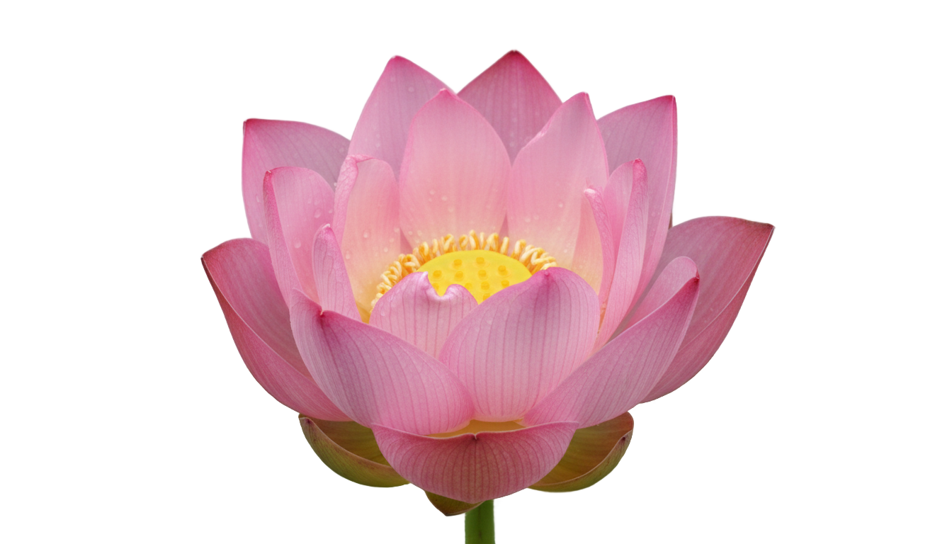 lotus animated png PNG transparent background