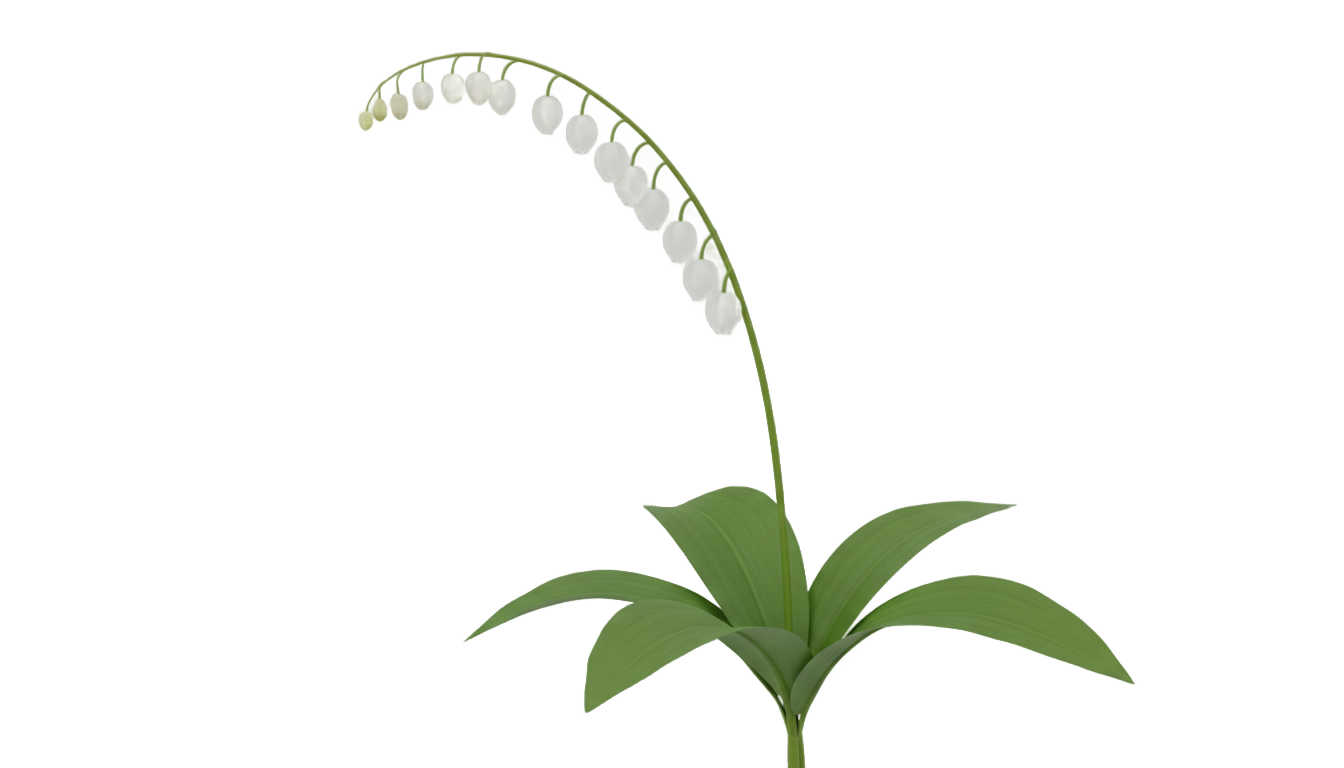 lily of the valley flower png PNG transparent background