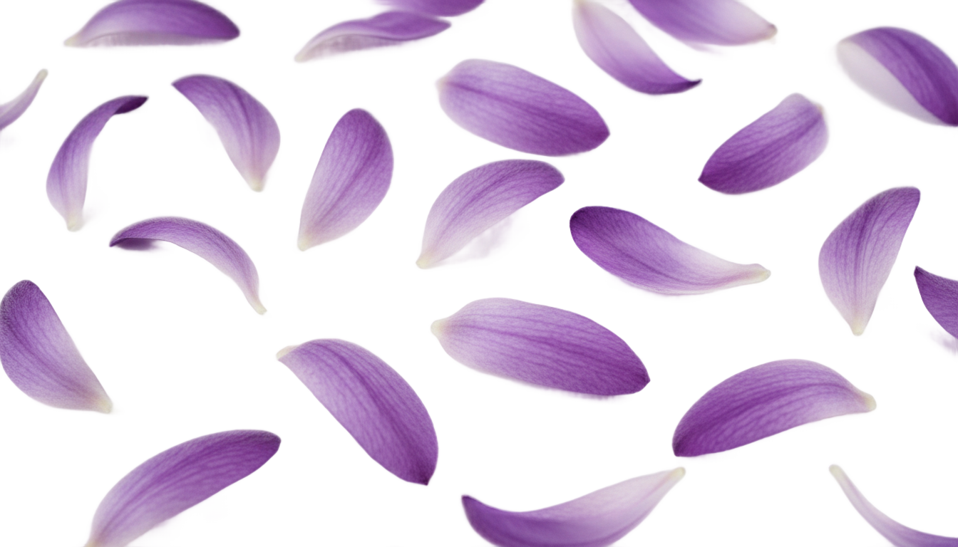 lavender petals png PNG transparent background