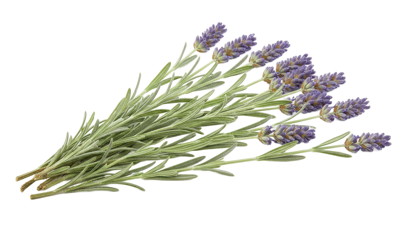 lavender leaves png PNG transparent background