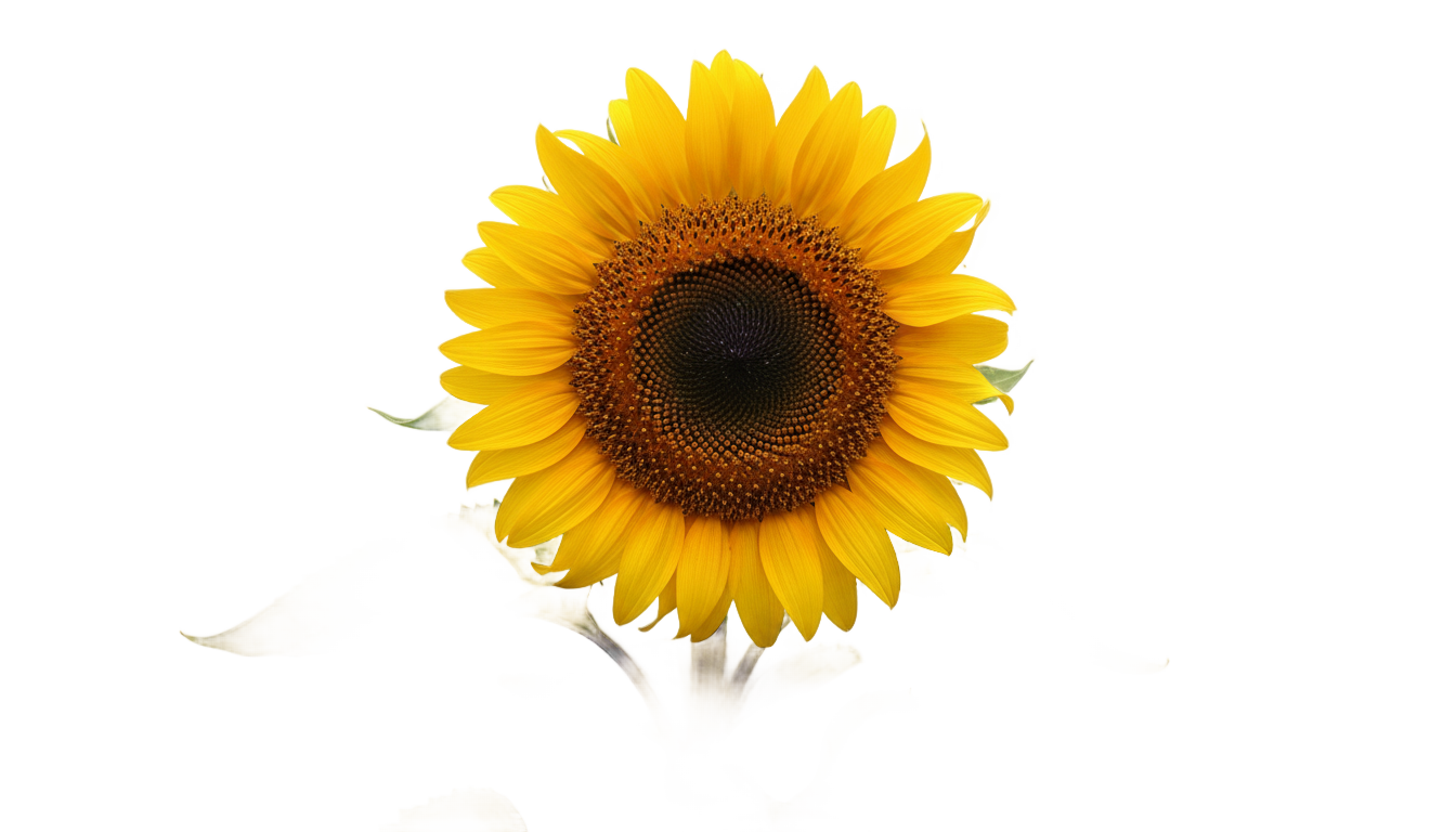 sunflower with leaves png PNG transparent background